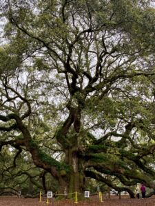 Largest Tree in America by Sarah Hawks, Stonehill College